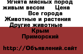 Ягнята мясных пород живым весом.  › Цена ­ 125 - Все города Животные и растения » Другие животные   . Крым,Приморский